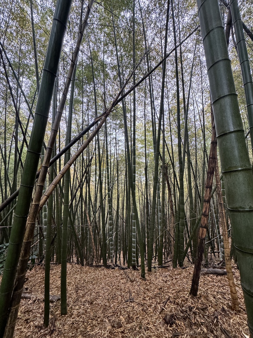 Digging Bamboo 2 1080p