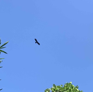 MaoLi Eagle.jpg